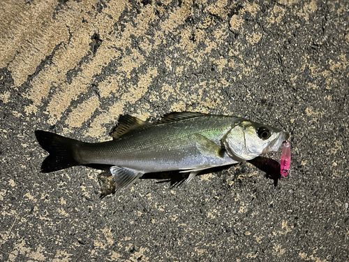 セイゴ（マルスズキ）の釣果