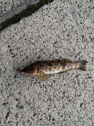 アイナメの釣果