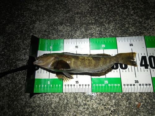 アイナメの釣果