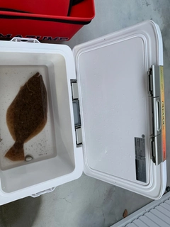ヒラメの釣果