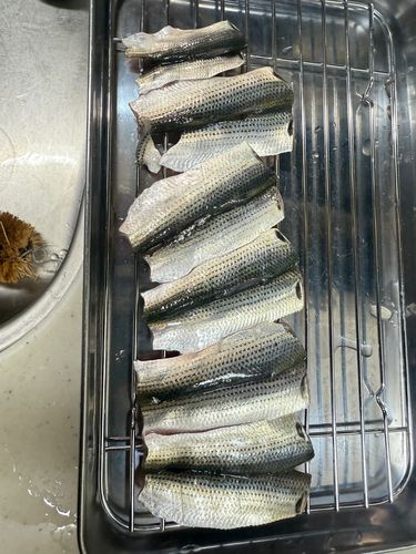 コハダの釣果