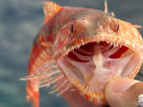 ミナミアカエソの釣果