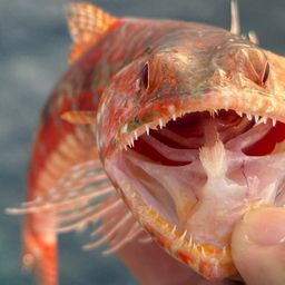 ミナミアカエソ