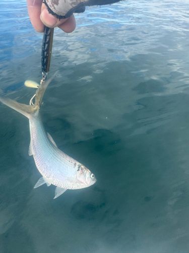 コノシロの釣果