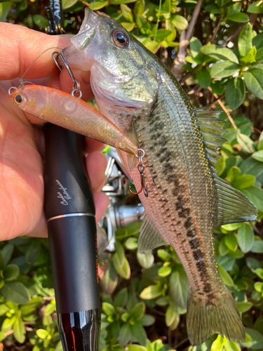 ブラックバスの釣果