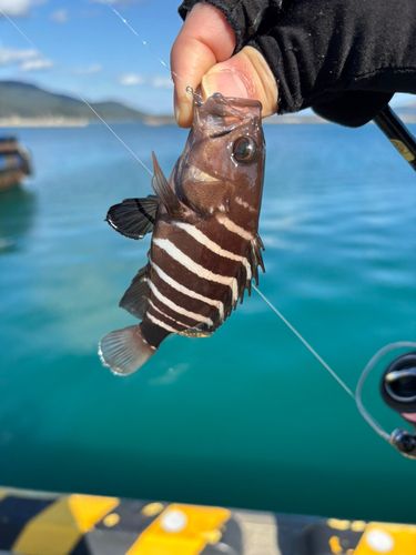 アオハタの釣果