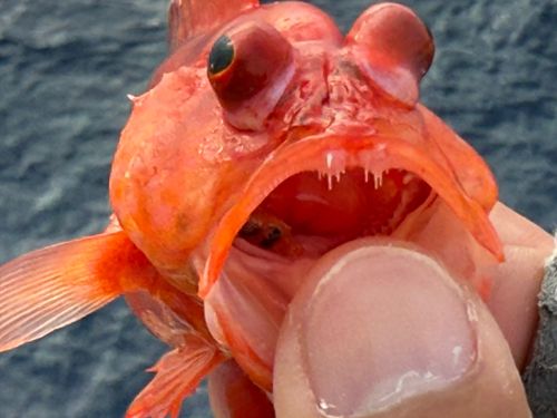 アカハナの釣果