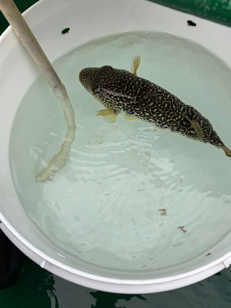 ♡りな♡さんの釣果 1枚目の画像