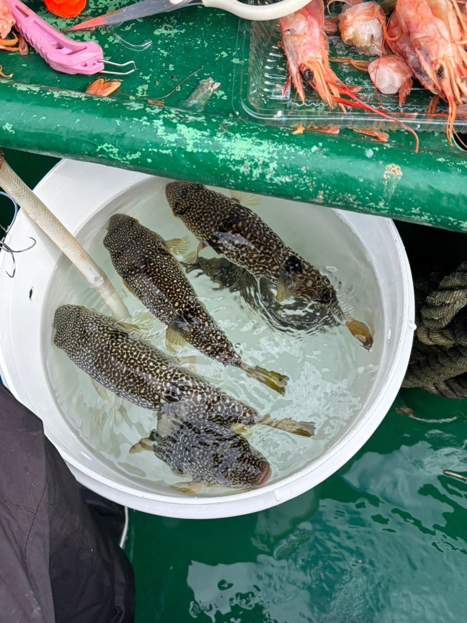 ♡りな♡さんの釣果 2枚目の画像