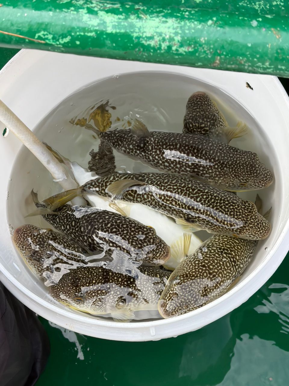 ♡りな♡さんの釣果 3枚目の画像