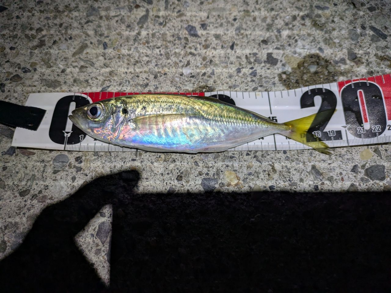 【美品】20月下美人アジング 78ML-S ダイワ DAIWA 20月下美人 アジング 78ML-Sの最安値・インプレ・釣果 | 本音の