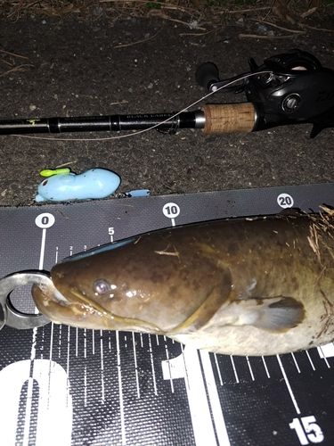 ナマズの釣果