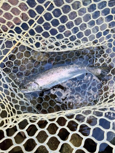 ニジマスの釣果