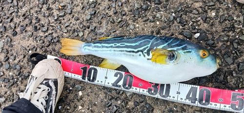 日明海峡釣り公園