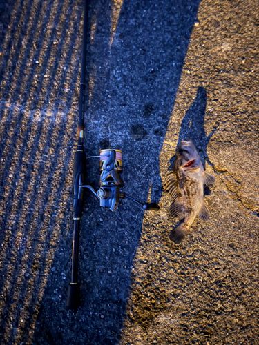 クロソイの釣果