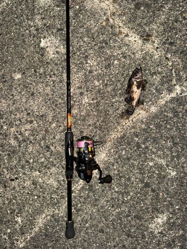 クロソイの釣果