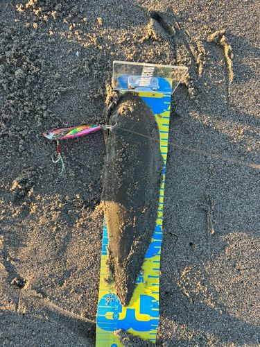 シタビラメの釣果