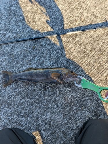 アイナメの釣果