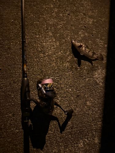 三陸海岸（岩手）