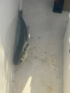 ボラの釣果
