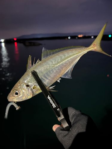 マアジの釣果