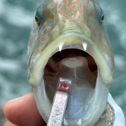 ヒトスジモチノウオ