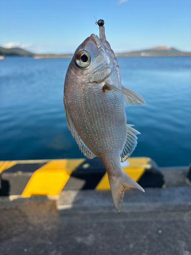 チャリコの釣果