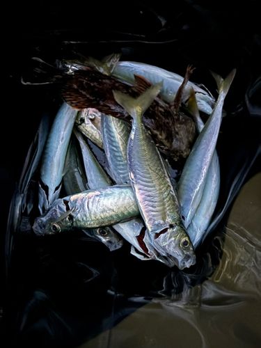 マアジの釣果