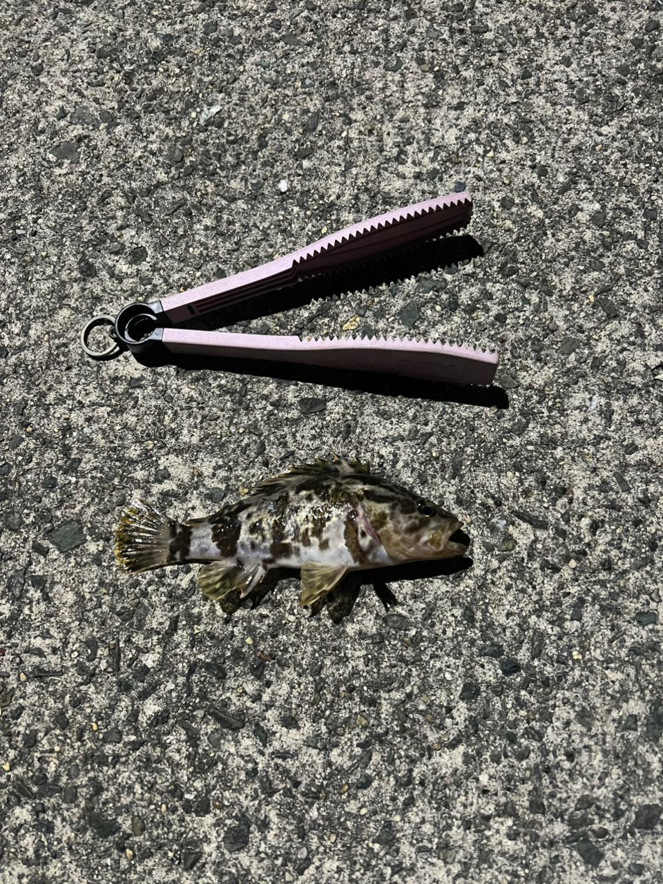 タケノコメバル