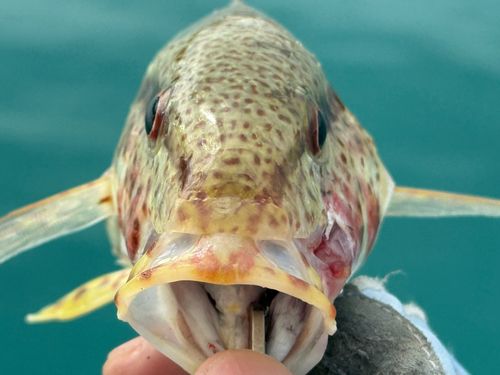 ヨメヒメジの釣果