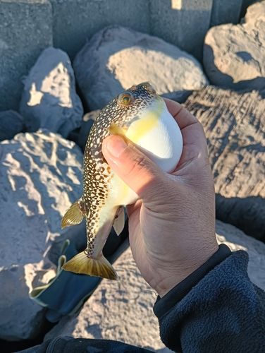 シロギスの釣果