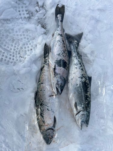 サクラマスの釣果