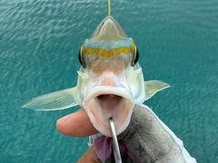 ヒトスジタマガシラの釣果