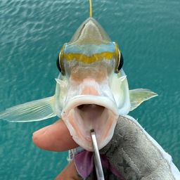 ヒトスジタマガシラ