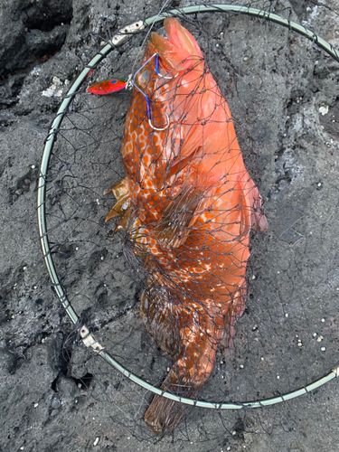 キジハタの釣果