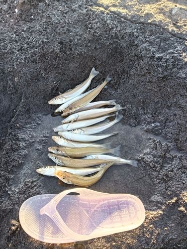 茅ヶ崎ヘッドランド