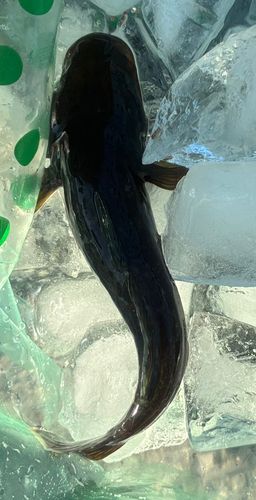 若洲海浜公園海釣り施設