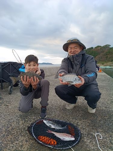 チヌの釣果