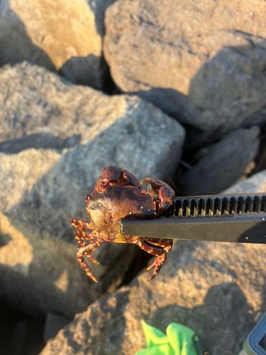 東京ゲートブリッジ付近