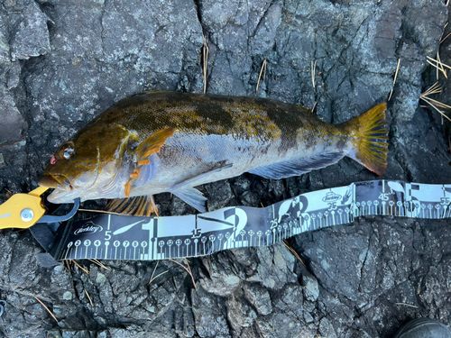 アイナメの釣果