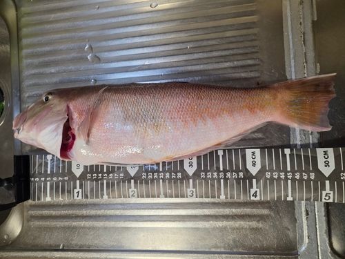 アマダイの釣果