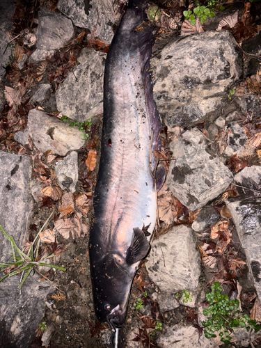 ビワコオオナマズの釣果