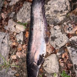 ビワコオオナマズ