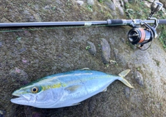 フクラギの釣果