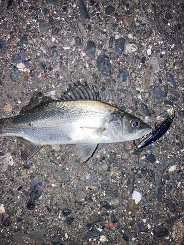 セイゴ（マルスズキ）の釣果