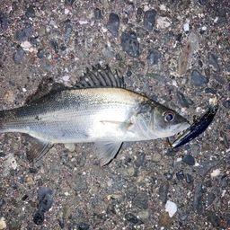 セイゴ（マルスズキ）