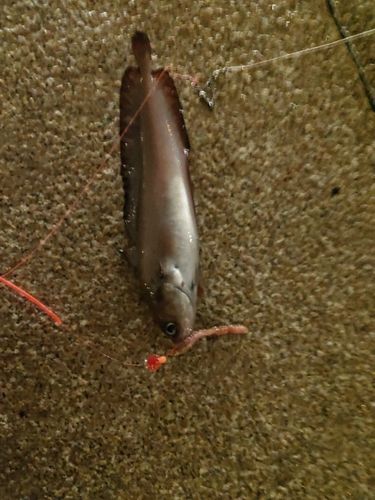 キラキラ公園（苫小牧西港）