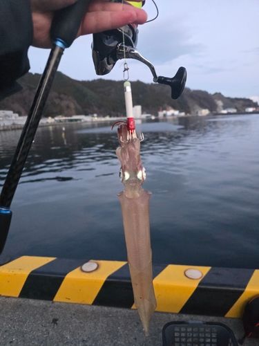 イカの釣果