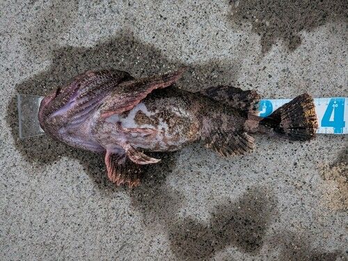 ギスカジカの釣果