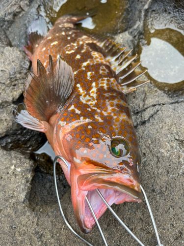 キジハタの釣果